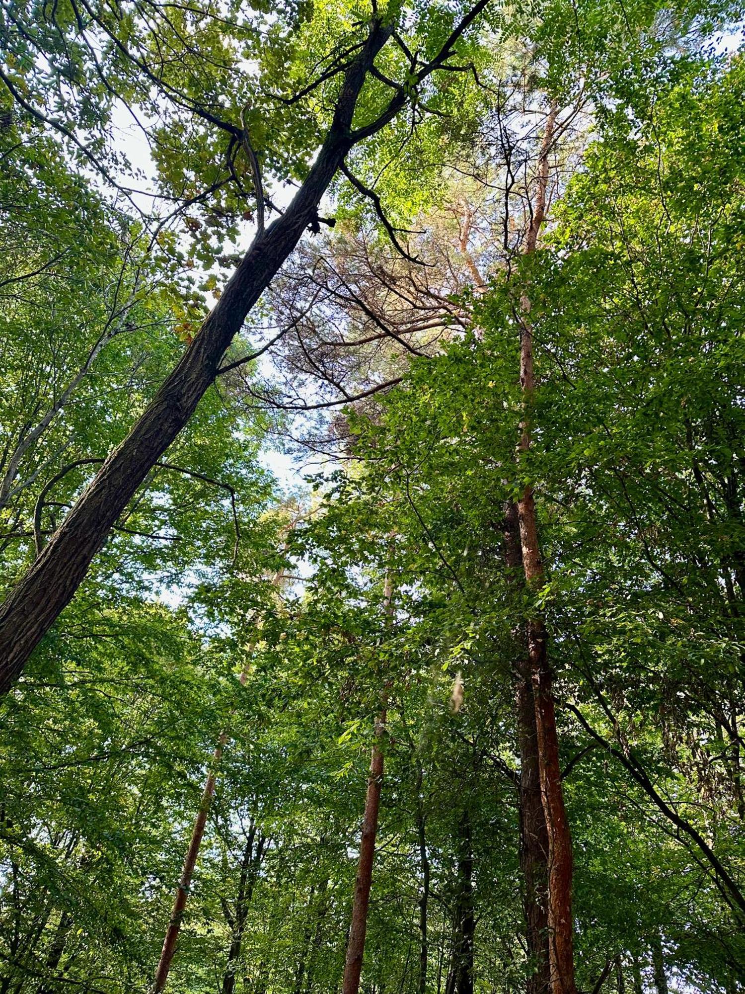 Living Forest Resort Moravske-Toplice Exteriör bild